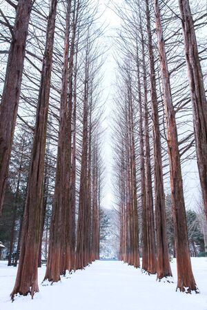 Nami island in Korea,Row of pine trees in winter.の写真素材