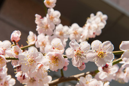 Cherry blossom with soft focus in spring,background of spring.の写真素材