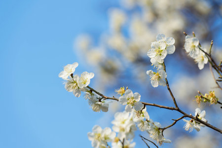 Cherry blossom with soft focus in spring,background of spring.の写真素材
