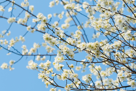 Cherry blossom with soft focus in spring,background of spring.の写真素材