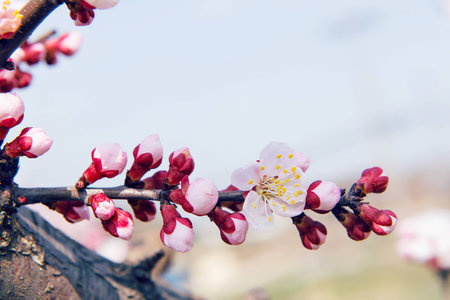 Cherry Blossom with Soft focus, Sakura season Backgroundの写真素材