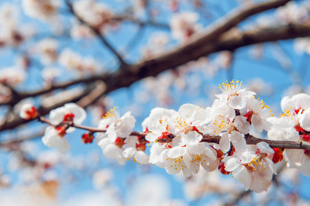 Cherry Blossom with Soft focus, Sakura season Backgroundの写真素材