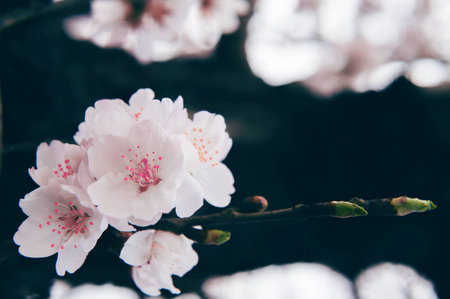 Cherry Blossom with Soft focus, Sakura season Backgroundの写真素材
