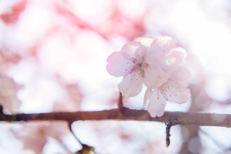 Cherry Blossom with Soft focus, Sakura season Backgroundの写真素材
