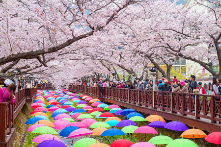 JINHAE,KOREA - APRIL 4 : Jinhae Gunhangje Festival is the largest cherry blossom festival in Korea.Tourists taking photos of the beautiful scenery around Jinhae,Korea on April 4,2015.のeditorial素材