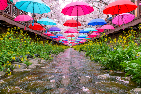 JINHAE,KOREA - APRIL 4 : Jinhae Gunhangje Festival is the largest cherry blossom festival in Korea.Tourists taking photos of the beautiful scenery around Jinhae,Korea on April 4,2015.のeditorial素材