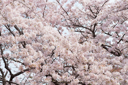 Cherry Blossom with Soft focus, Sakura season in korea,Backgroundの写真素材