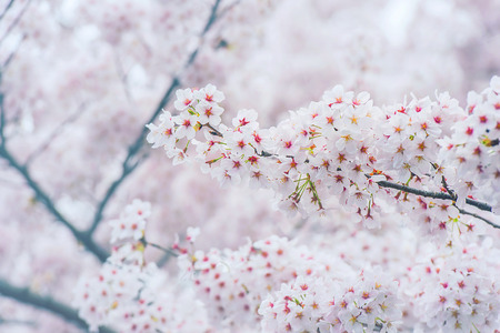 Cherry Blossom with Soft focus, Sakura season in korea,Backgroundの写真素材