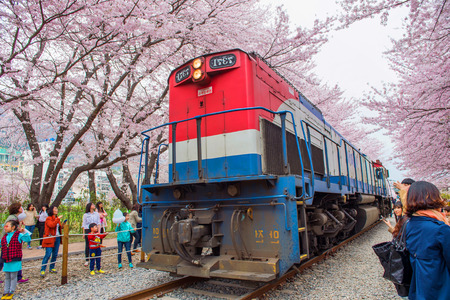 JINHAE,KOREA - APRIL 4 : Jinhae Gunhangje Festival is the largest cherry blossom festival in Korea.Tourists taking photos of the beautiful scenery around Jinhae,Korea on April 4,2015.のeditorial素材
