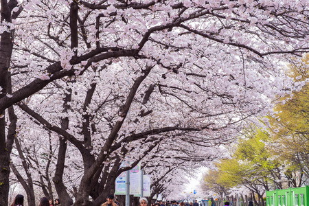 SEOUL,KOREA - APRIL 7 : Seoul cherry blossom festival in Korea.Tourists taking photos of the beautiful scenery around Seoul,Korea on April 7,2015.のeditorial素材