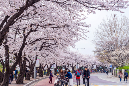 SEOUL,KOREA - APRIL 7 : Seoul cherry blossom festival in Korea.Tourists taking photos of the beautiful scenery around Seoul,Korea on April 7,2015.のeditorial素材