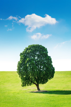 Single tree,Tree in field and blue sky.の写真素材