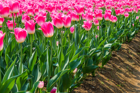 Colorful tulips, tulips in spring.の写真素材