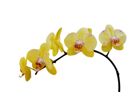 Orchid isolated on white background.の写真素材