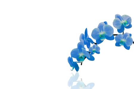 Orchid isolated on white background.の写真素材