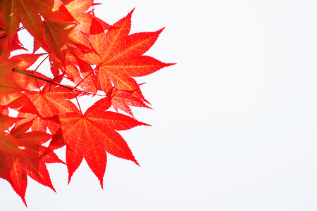Autumn rea maple leaves on white background.の写真素材