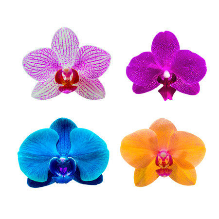 Orchid isolated on background.Orchid set.Spa flower.の写真素材