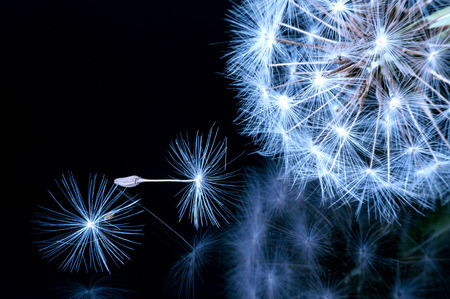 Close up of a dandelion flowers.