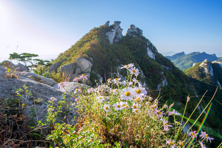Flowers on Bukhansan mountains, South Korea.の写真素材
