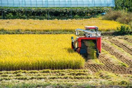 Combine harvester in a rice field during harvest time.の写真素材