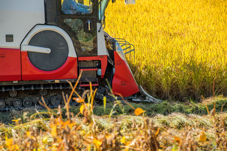 Combine harvester in a rice field during harvest time.の写真素材