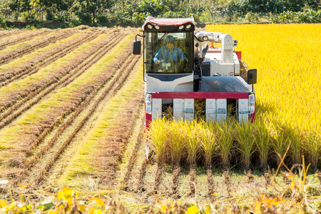 Combine harvester in a rice field during harvest time.の写真素材