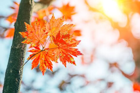 Maple leaf in autumn in korea.の写真素材