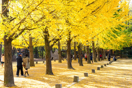 NAMI ISLAND,KOREA - OCT 25: Tourists taking photos of the beautiful scenery in autumn around Nami Island. Photo taken on October 25,2015 in seoul,South Korea.のeditorial素材