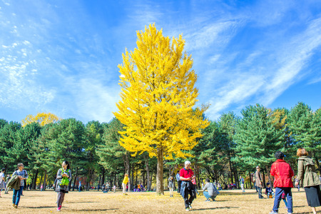 NAMI ISLAND,KOREA - OCT 25: Tourists taking photos of the beautiful scenery in autumn around Nami Island. Photo taken on October 25,2015 in seoul,South Korea.のeditorial素材