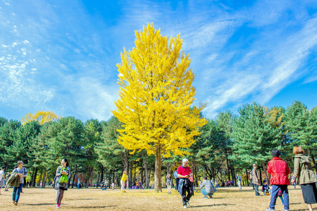 NAMI ISLAND,KOREA - OCT 25: Tourists taking photos of the beautiful scenery in autumn around Nami Island. Photo taken on October 25,2015 in seoul,South Korea.のeditorial素材