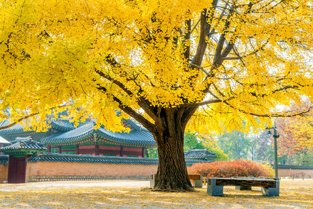 Autumn in Gyeongbukgung Palace,Korea.のeditorial素材