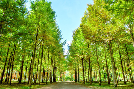 Row of green trees in Nami Island, Korea.の写真素材