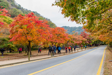 NAEJANGSAN,KOREA - NOVEMBER 1: Tourists taking photos of the beautiful scenery around Naejangsan park,South Korea during autumn season on November 1, 2015.のeditorial素材