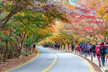 NAEJANGSAN,KOREA - NOVEMBER 1: Tourists taking photos of the beautiful scenery around Naejangsan park,South Korea during autumn season on November 1, 2015.のeditorial素材