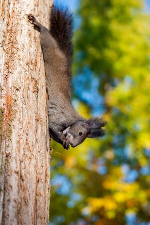 Squirrelの写真素材