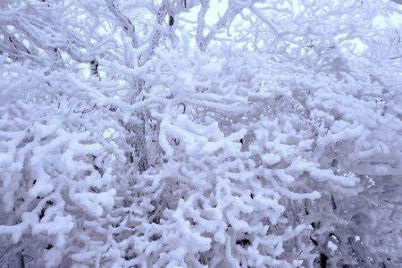 Trees is covered by snow in winter.の写真素材