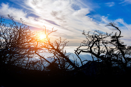 Landscape of sunset with cloudy blue sky and a silhouette of trees.の写真素材