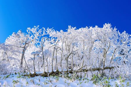 Beautiful Winter landscape, Trees covered with white snow and blue sky.の写真素材
