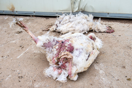 Dead chicken from avian influenza in farm.の写真素材