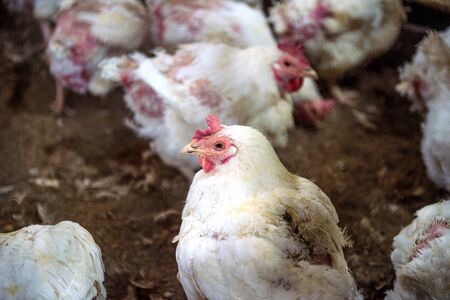 Sick chicken or Sad chicken in farm,Epidemic, bird flu, health problems.の写真素材