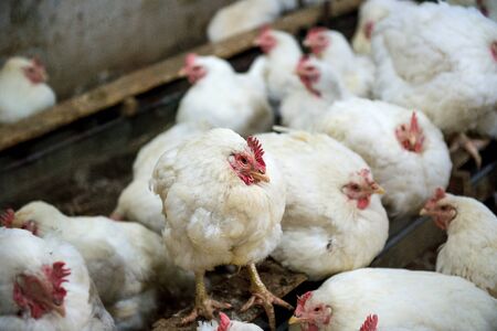 Sick chicken or Sad chicken in farm,Epidemic, bird flu, health problems.の写真素材