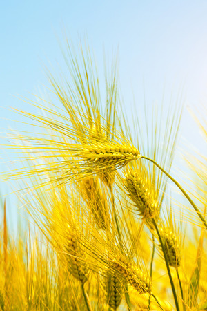 Barley Field,Maltの写真素材