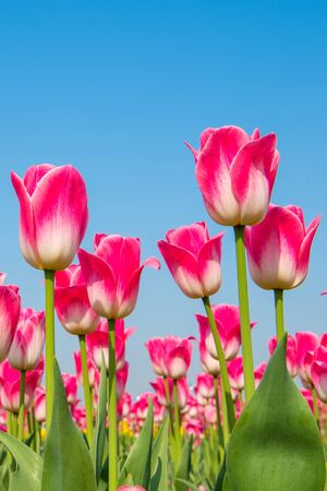 Colorful tulips, tulips in spring.の写真素材