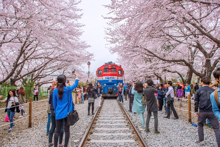 JINHAE,KOREA - APRIL 4 : Jinhae Gunhangje Festival is the largest cherry blossom festival in Korea.Tourists taking photos of the beautiful scenery around Jinhae,Korea on April 4,2015.のeditorial素材