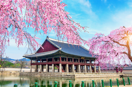Gyeongbokgung Palace with cherry blossom in spring, Seoul in Korea.のeditorial素材