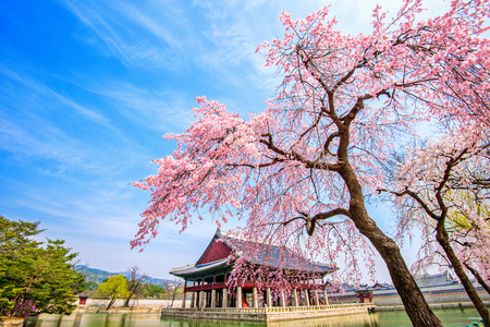 Gyeongbokgung Palace with cherry blossom in spring,South Korea.のeditorial素材