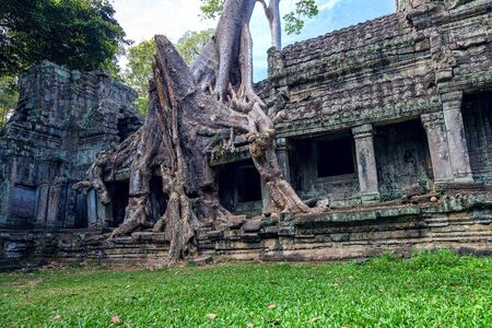 Trees growing out of Ta Prohm temple, Angkor Wat in Cambodia.の写真素材
