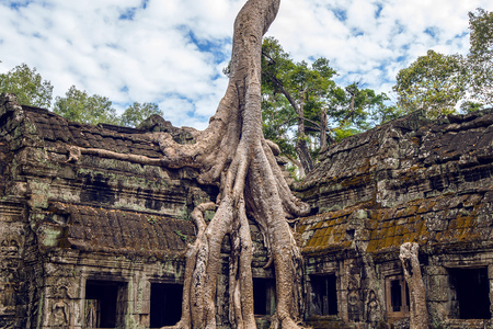 Trees growing out of Ta Prohm temple, Angkor Wat in Cambodia.の写真素材