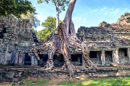 Trees growing out of Ta Prohm temple, Angkor Wat in Cambodia.の写真素材