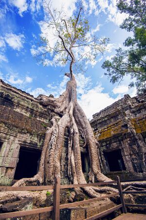 Trees growing out of Ta Prohm temple, Angkor Wat in Cambodia.の写真素材